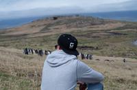 Falkland Inseln - Carcass Island