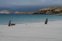 Falkland Inseln - Carcass Island