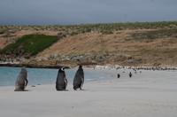 Falkland Inseln - Carcass Island