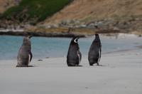 Falkland Inseln - Carcass Island