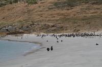 Falkland Inseln - Carcass Island