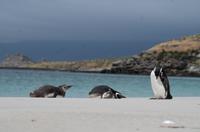 Falkland Inseln - Carcass Island