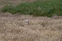 Falkland Inseln - Carcass Island