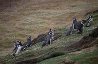 Falkland Inseln - Carcass Island