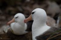 Falkland Inseln - Carcass Island