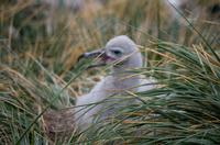 Falkland Inseln - Carcass Island