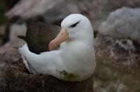Falkland Inseln - Carcass Island