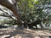 Friedhof La Recoleta