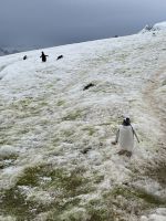 Unser erster Landgang auf Danco Island