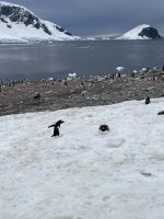 Unser erster Landgang auf Danco Island