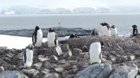 Landgang am Damoy Point auf Anvers Island