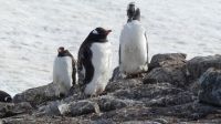 Landgang am Damoy Point auf Anvers Island
