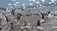 Unser erster Landgang auf Danco Island