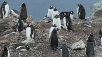 Unser erster Landgang auf Danco Island