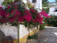 Bougainvillea - Ã’bidos