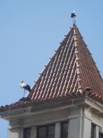 Faro