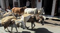 071 Udaipur, Eselkarawane