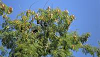 078 Aravalli-Gebirge, Baum mit Flughunden