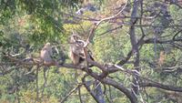 080 Aravalli-Gebirge, Gibbons vor Ranakpur