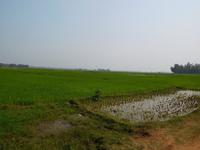 Reisfelder in Westbengalen