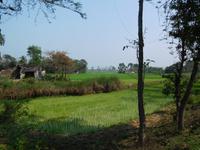 Reisfelder in Westbengalen