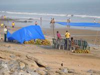 Am Strand von Digha - auch hier erfrischen Kokosnüsse