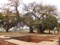 Banjan Bäume im Kloster von Lalitpur