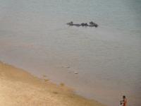 Büffel baden im Fluss