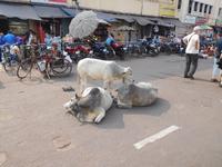 auf dem Weg zum Jagannath-Tempel von Puri
