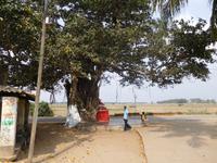 Baumtempel am Dorfeingang