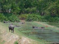 Ruhe für die Wasserbüffel ...