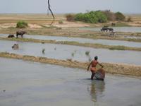 merkwürdige Art des Fischfangs: hölzerne Setzreuse