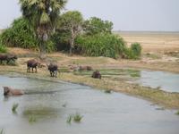 Ruhe für die Wasserbüffel ...