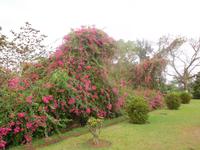 Parkanlage im Barabati-Fort von Cuttack