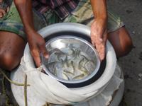 Fischen zum Braten oder als Köder - frisch aus den Sundarbans