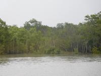 Sundarbans bei Flut-Hochstand