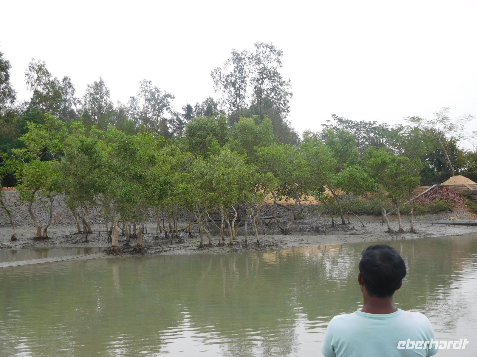Schlammbänke und Mangroven