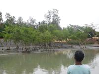 Schlammbänke und Mangroven