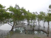 Schlammbänke und Mangroven