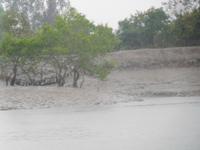 Schlammbänke und Mangroven