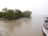 Schlammbänke und Mangroven