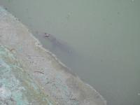 Krokodil am Rand der Schlammbank