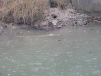 Krokodil am Rand der Schlammbank