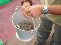 Krabben zum Braten als Vorspeise gekauft!