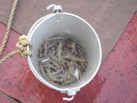 Krabben zum Braten als Vorspeise gekauft!