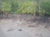 Niedrigwasser bei Ebbe in den Sundarbans