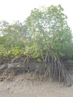 Niedrigwasser bei Ebbe in den Sundarbans