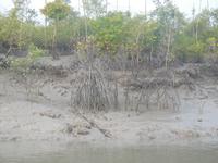 Niedrigwasser bei Ebbe in den Sundarbans