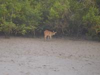 Hirsche sieht man vom Boot aus recht häufig
