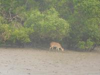 Hirsche sieht man vom Boot aus recht häufig